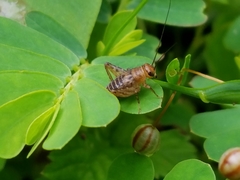 Neonemobius mormonius