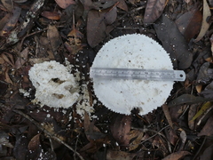 Amanita pyramidifera