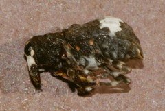 Eurymycter