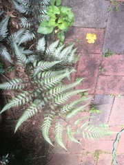 Athyrium niponicum