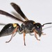 One-banded Mason Wasp - Photo (c) Riley Walsh, some rights reserved (CC BY-NC), uploaded by Riley Walsh