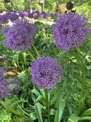 Allium giganteum