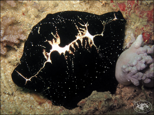Common Egg Cowry
