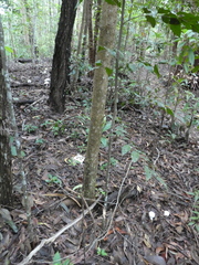 Amanita pyramidifera