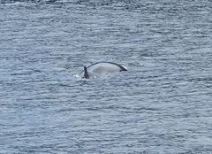 Balaenoptera acutorostrata