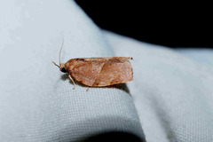 Choristoneura fractivittana
