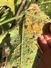 Puccinia malvacearum