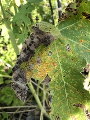 Puccinia malvacearum