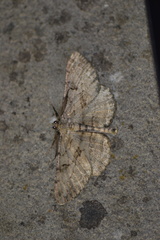 Peribatodes rhomboidaria