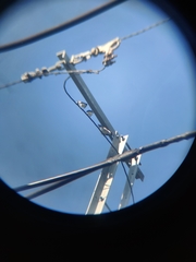 Artamus leucorynchus