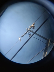 Artamus leucorynchus