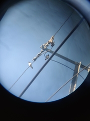 Artamus leucorynchus