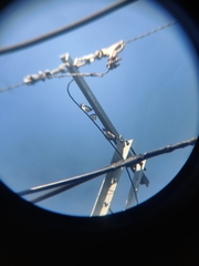 Artamus leucorynchus