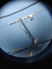 Artamus leucorynchus