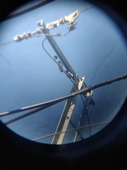 Artamus leucorynchus