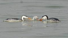 Aechmophorus clarkii