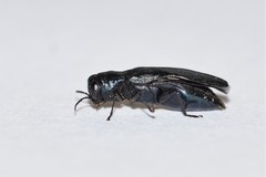 Agrilus cyanescens