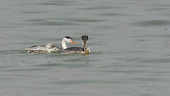 Aechmophorus clarkii