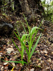 Pterostylis graminea