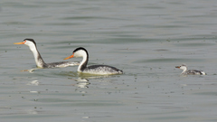 Aechmophorus clarkii