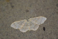 Idaea aversata
