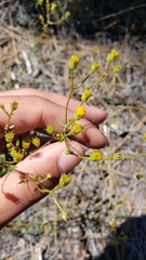 Erigeron inornatus