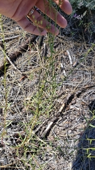 Erigeron inornatus