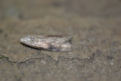 Aphomia sociella