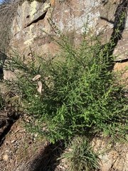 Prostanthera rhombea