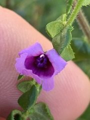 Prostanthera rhombea