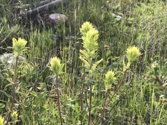 Castilleja cervina