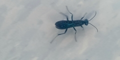 Chlorion aerarium