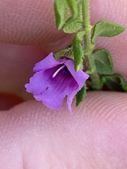 Prostanthera rhombea