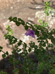 Prostanthera rhombea