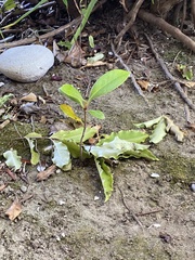 Pittosporum eugenioides