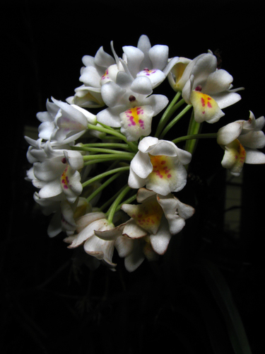 Neobenthamia