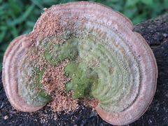 Trametes