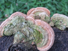 Trametes
