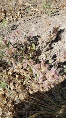Phacelia egena