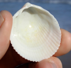 Acrosterigma cygnorum