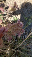 Phacelia egena