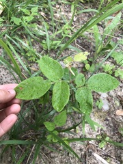 Desmodium nuttallii