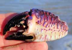 Nectocarcinus
