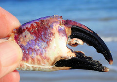 Nectocarcinus