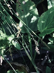 Carex prairea