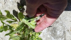 Erythranthe parishii