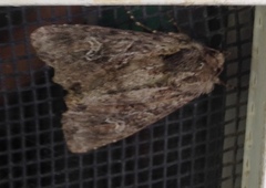 Mesapamea fractilinea