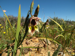 Gladiolus uysiae