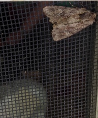 Mesapamea fractilinea