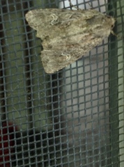 Mesapamea fractilinea